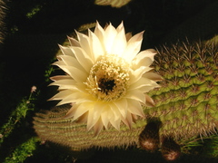Trichocereus chiloensis litoralis