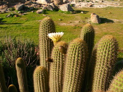 Trichocereus chiloensis litoralis