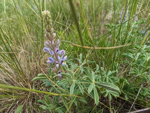 Image of Lupinus plattensis by (c) Raesha Svatora, some rights reserved (CC BY)