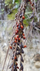 Gahnia pauciflora
