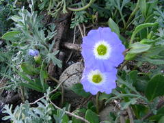 Nolana paradoxa