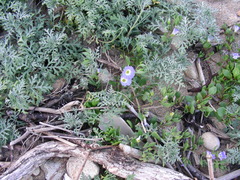 Nolana paradoxa