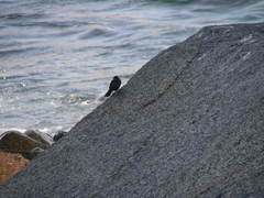 Cinclodes nigrofumosus