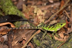 Enyalioides laticeps