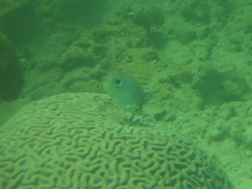 Foureye Butterflyfish
