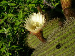Trichocereus chiloensis litoralis