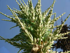 Puya alpestris