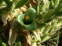 Puya alpestris