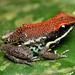 Ecuador Poison Frog - Photo (c) Robby Deans, some rights reserved (CC BY-NC), uploaded by Robby Deans