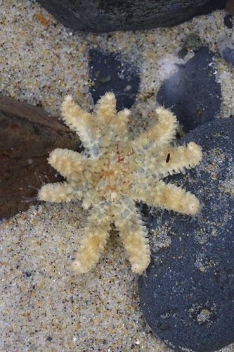 Sunflower Sea Star photographed in Oregon