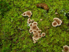 Hydnellum subzonatum