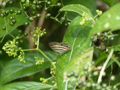 Euptychia jesia