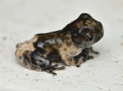Dendropsophus marmoratus