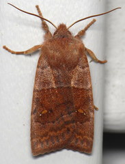 Eupsilia vinulenta