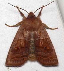Eupsilia vinulenta