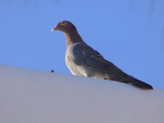 Patagioenas squamosa