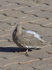 Patagioenas corensis