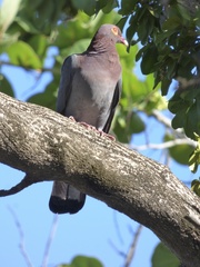 Patagioenas squamosa