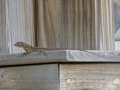 Anolis bonairensis