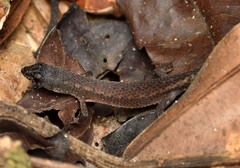 Loxopholis parietalis