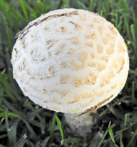Saproamanita foetidissima image