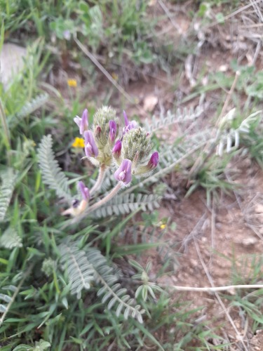 Astragalus curvirostris