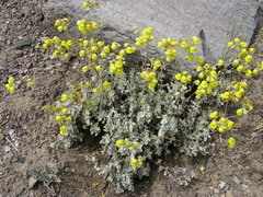 Calceolaria polifolia
