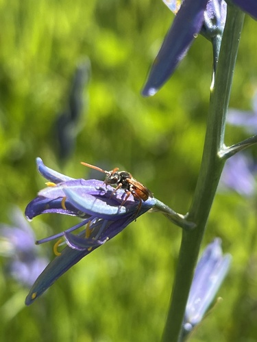 iNaturalist observation photo of Nomad Bees