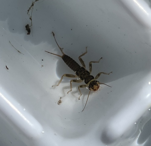 iNaturalist observation photo of Perloidea