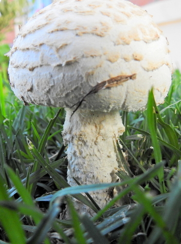 Saproamanita foetidissima image