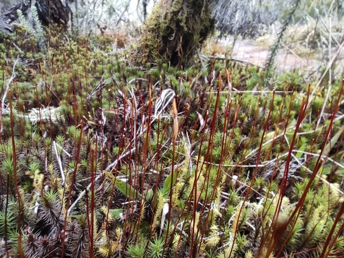 Polytrichum subpilosum image