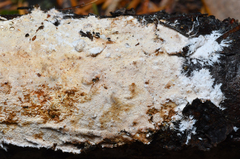 Etheirodon fimbriatum