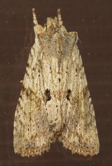 Lithophane patefacta