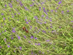 Chrysolampis mosquitus