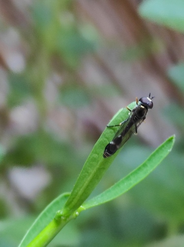 Pseudodoros nigricollis