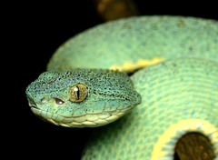 Bothrops bilineatus smaragdinus