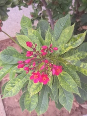 Jatropha integerrima