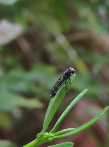 Pseudodoros nigricollis