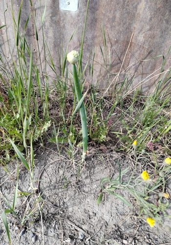 Allium fistulosum
