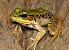 Lithobates palmipes