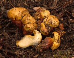 Buchwaldoboletus sphaerocephalus