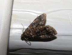 Elophila responsalis