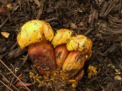 Buchwaldoboletus sphaerocephalus