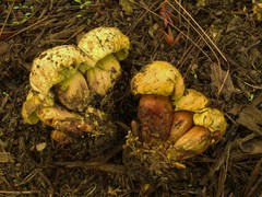 Buchwaldoboletus sphaerocephalus