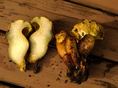 Buchwaldoboletus sphaerocephalus