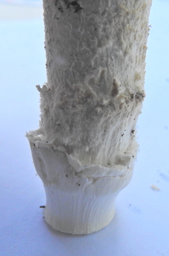 Saproamanita image