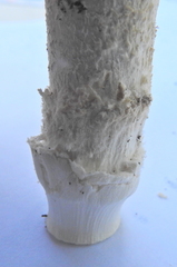 Saproamanita foetidissima image