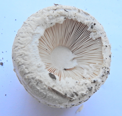 Saproamanita foetidissima image
