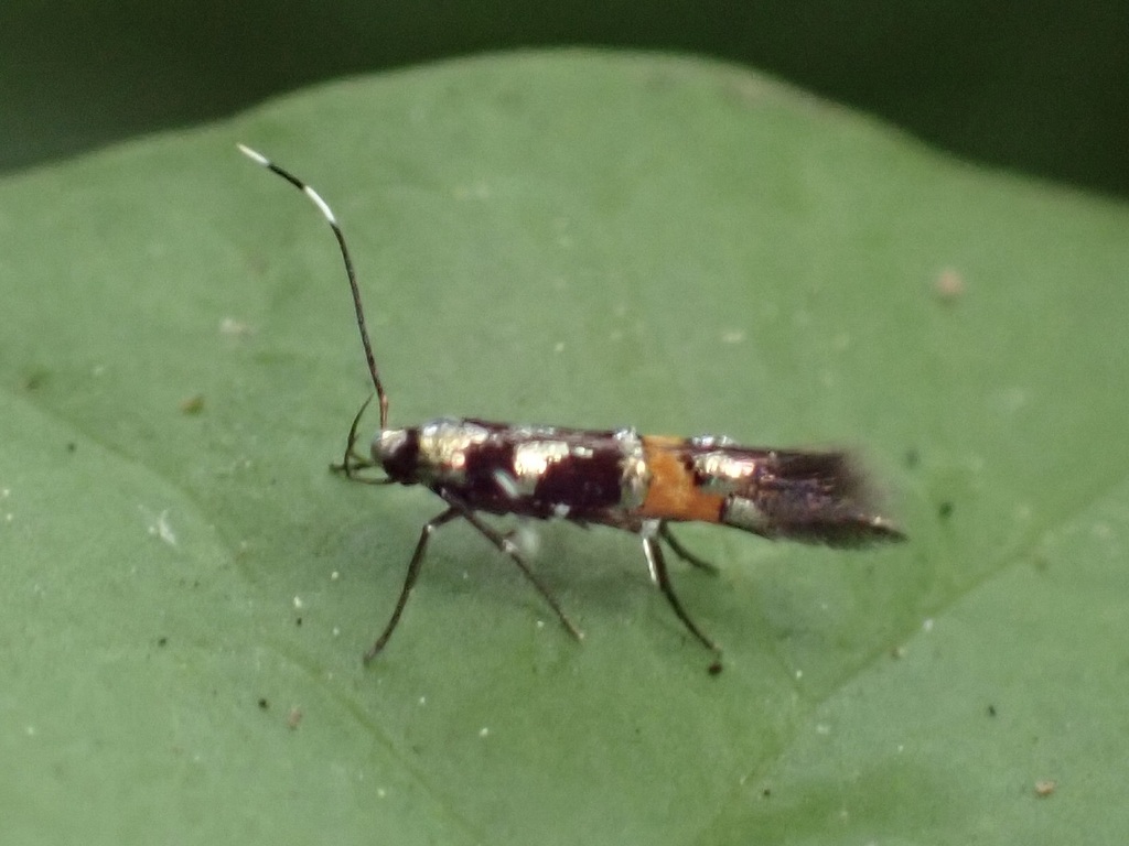Cosmopterix molybdina