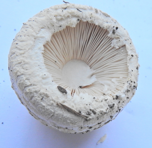 Saproamanita foetidissima image
